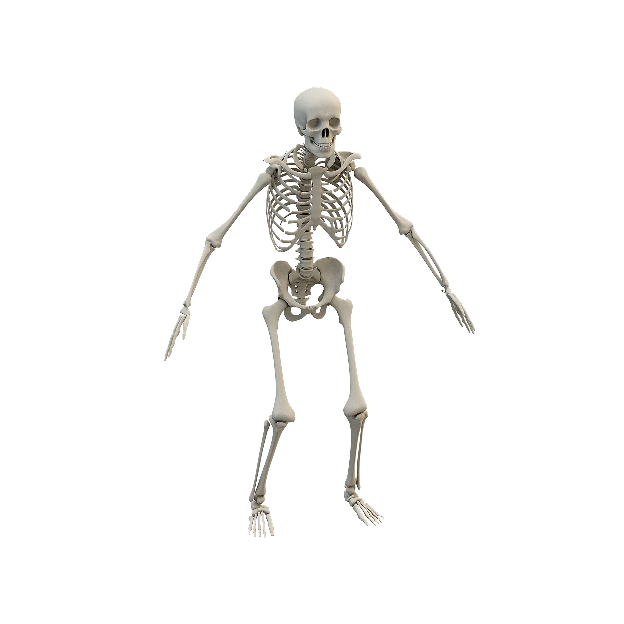 Realistic 3D Skeleton Model – Low-Poly Detailed Anatomy