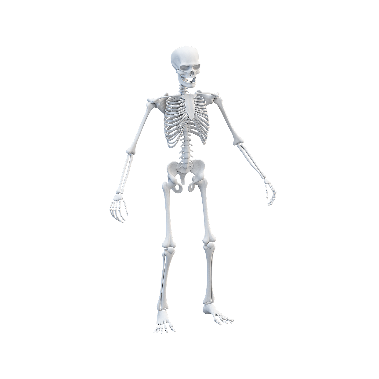 Spooky Skele Detailed 3D Skeleton Model – Low-Poly Animation Ready