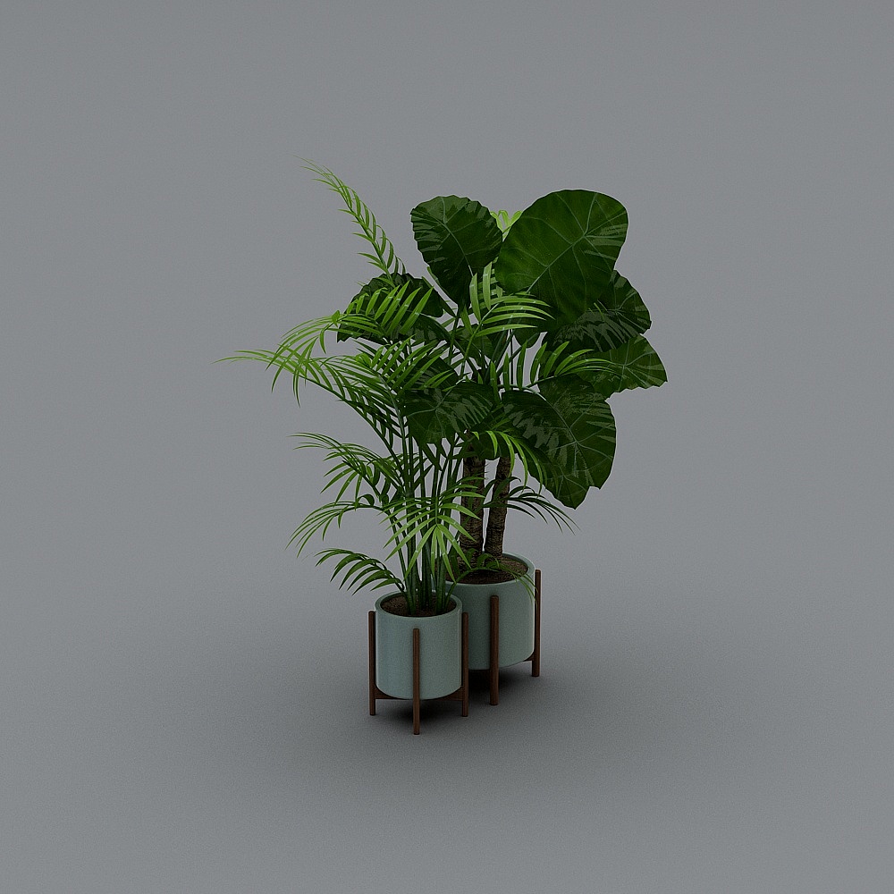 plant