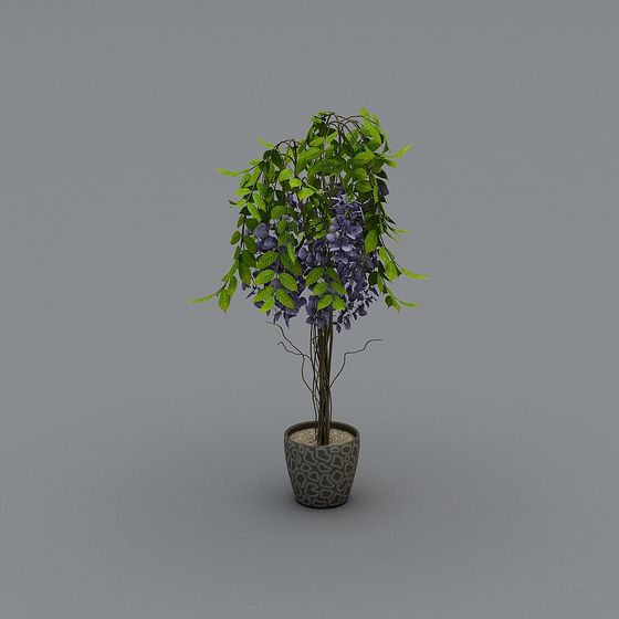 Wisteria Bonsai 3D model