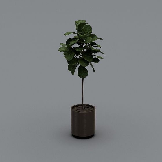 Lush Fiddle Leaf Fig 3D model for Interior and Game Design