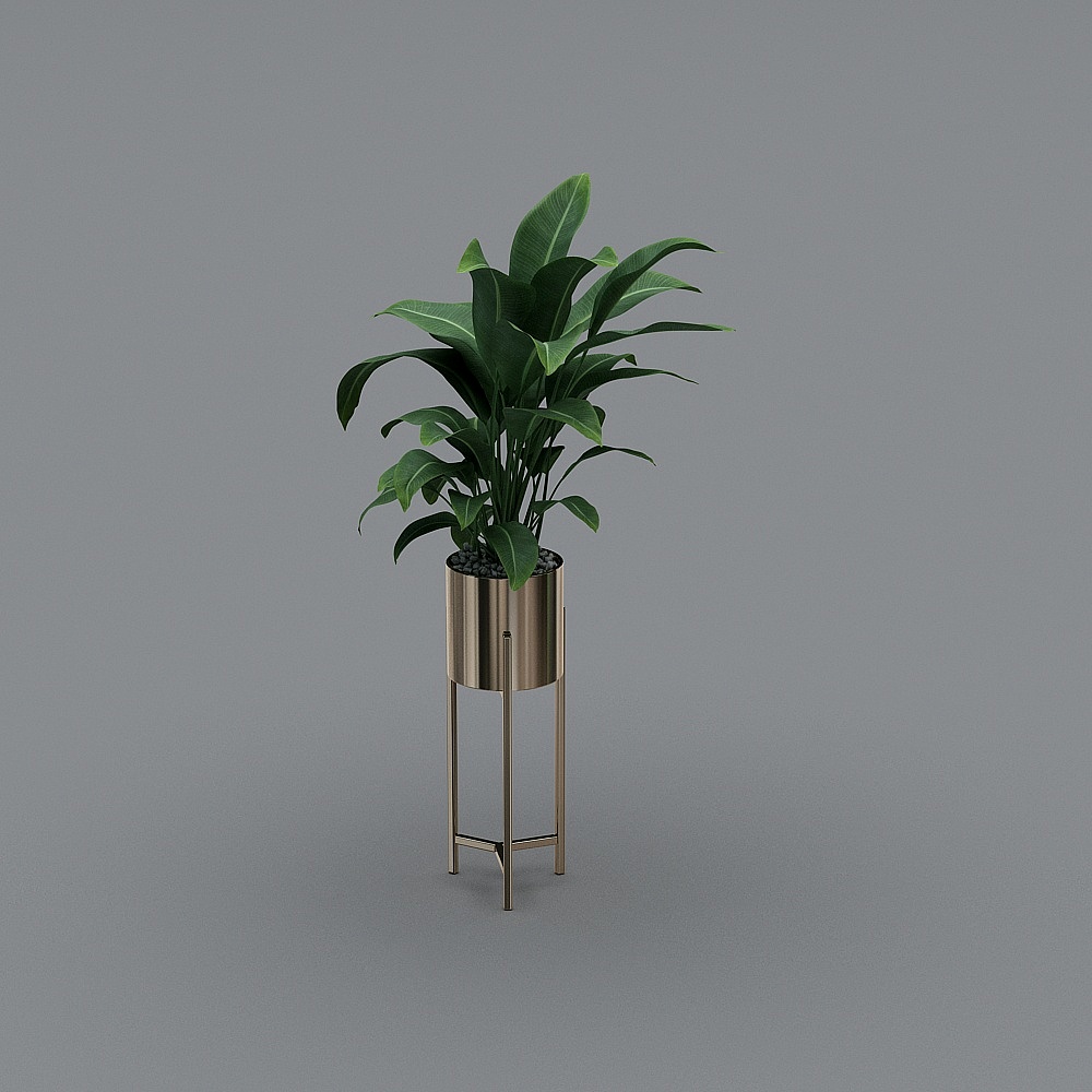 plant