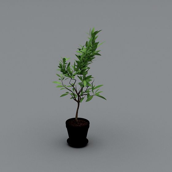 Realistic Indoor Plant 3D Model for Designers