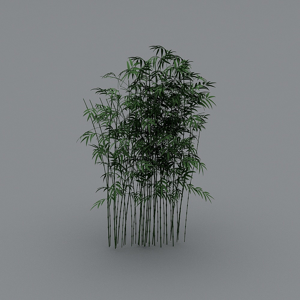 Outdoor bamboo forest