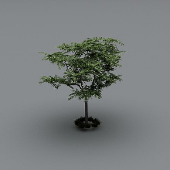Youthful Small Tree 3D model