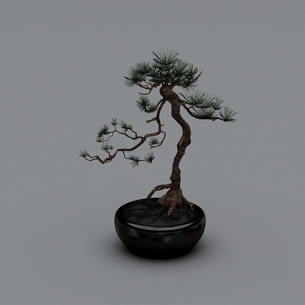 Бонсай 1 Добро пожаловать сосна