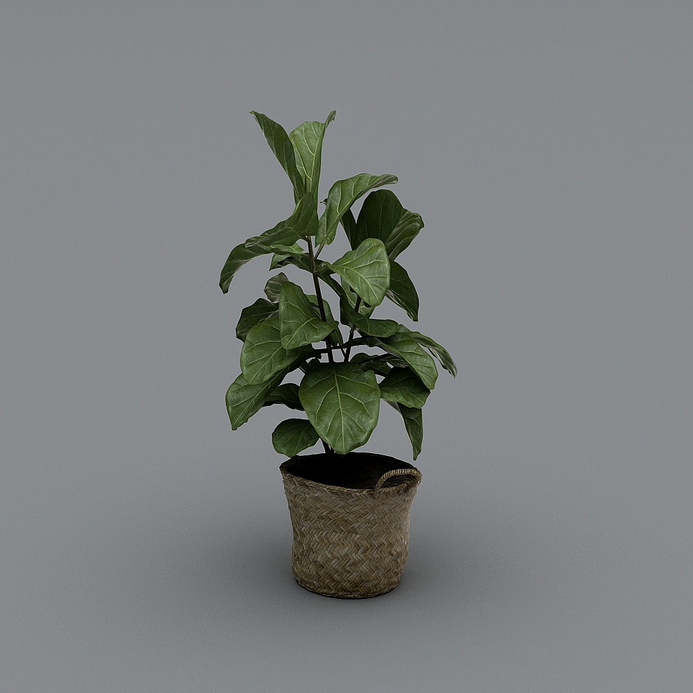 Amerikanische Pflanzen