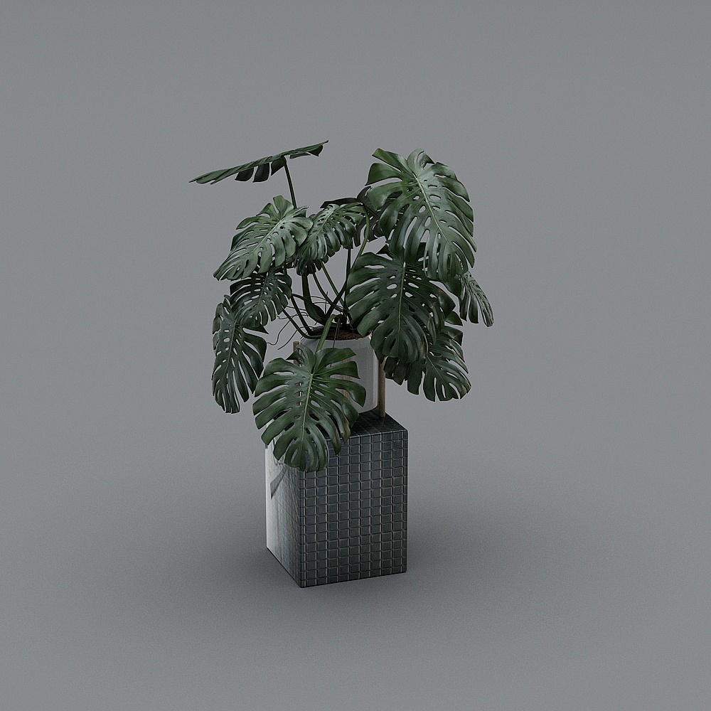 Plants YB
