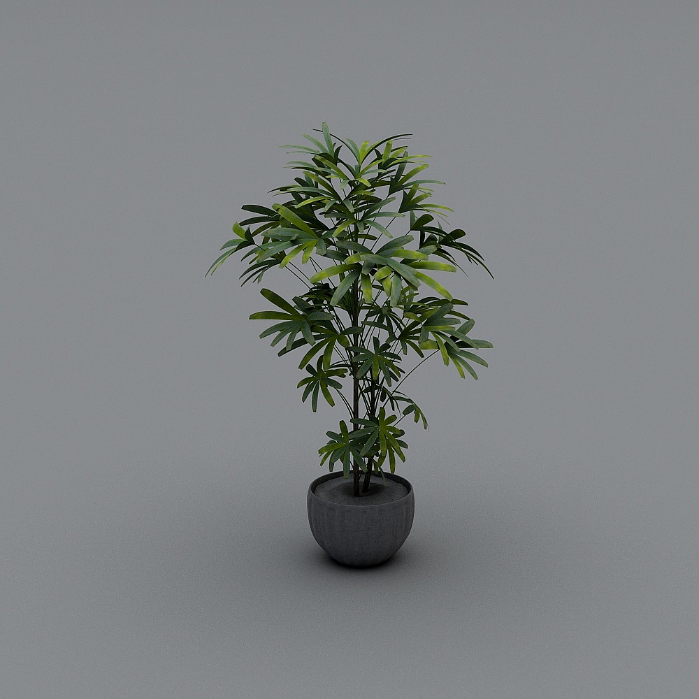 plant
