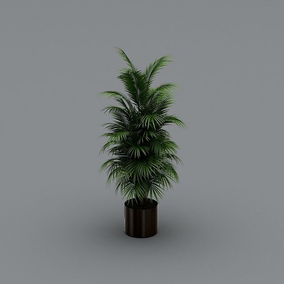 Realistic Palm Tree 3D Model for Design and Gaming