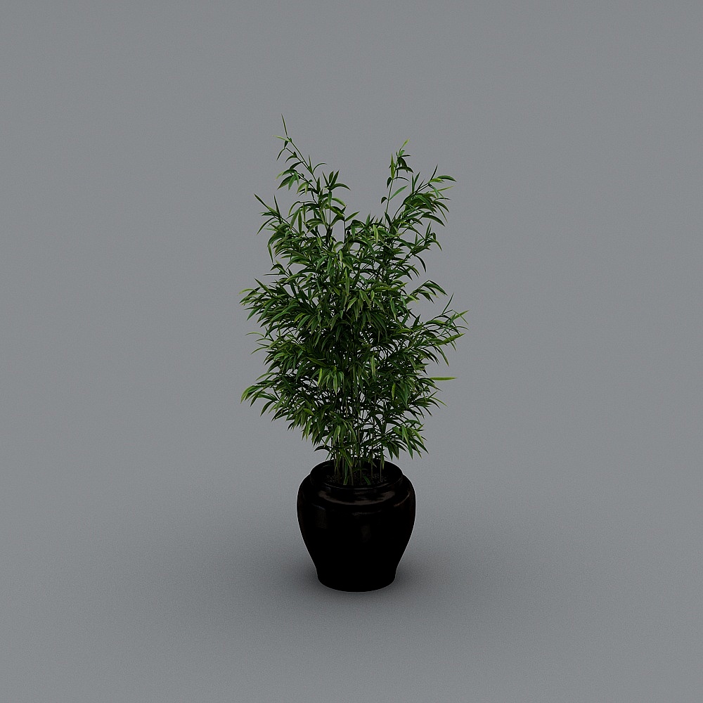 Tall green bamboo plant in glossy black round pot on grey background