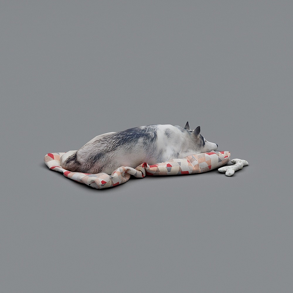 Husky Relaxation 3D model
