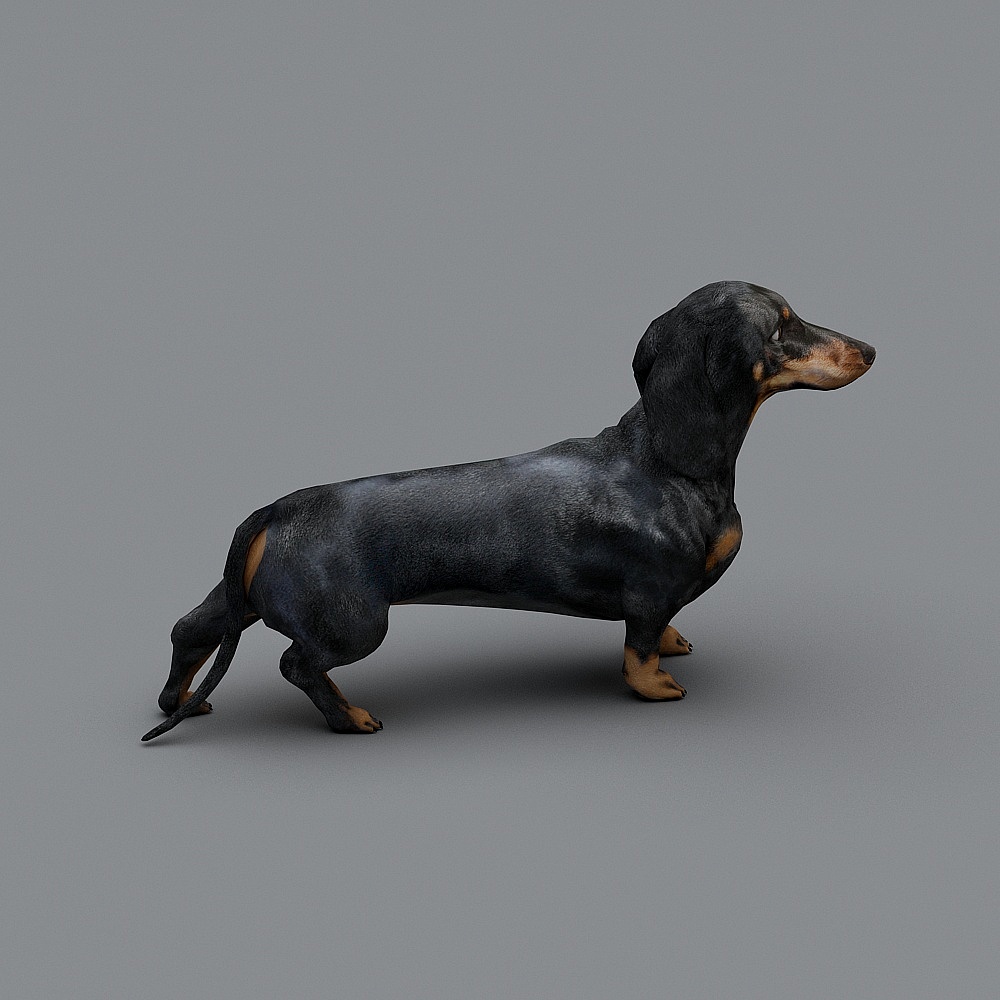 Sausage dog
