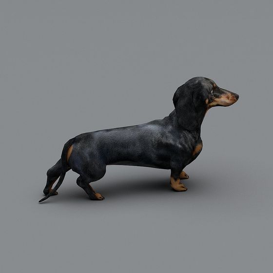 Realistic Dachshund 3D Model for Creative Projects
