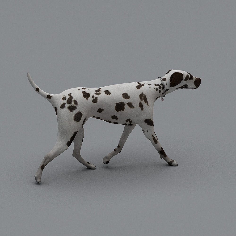 Chinese Pastoral Dog-1-3