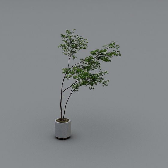 그린 식하 1.0-LY