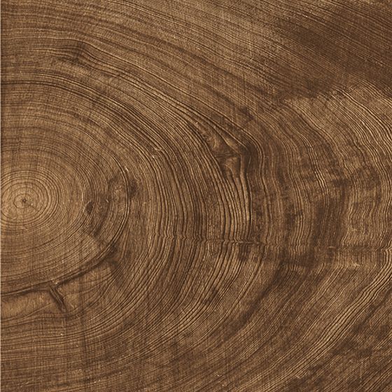 Detailed Tree Trunk Slice 3D model