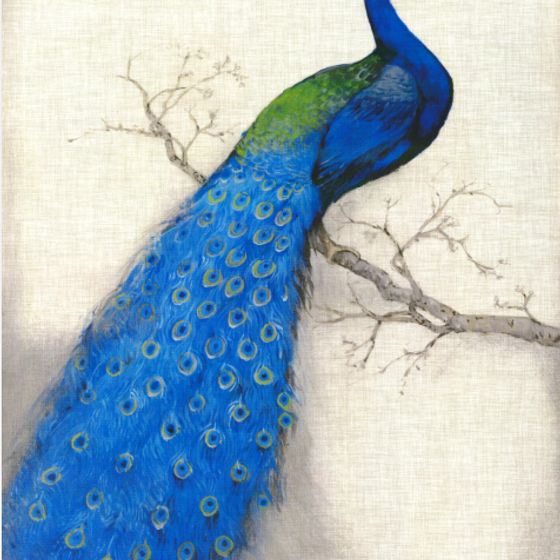 Stunning Peacock 3D Model for Creative Projects